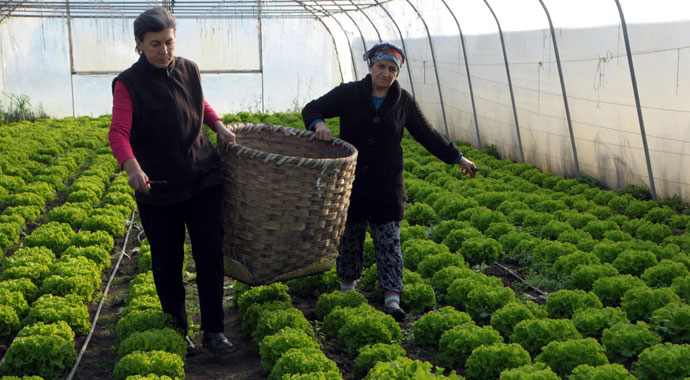 İş yerini kapatıp köye yerleşti, 11 sera kurdu! Siparişlere yetişemiyor...