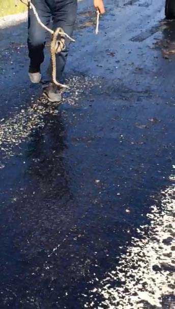 Sıcaktan eriyen asfalta yapışan yılanı vatandaş kurtardı