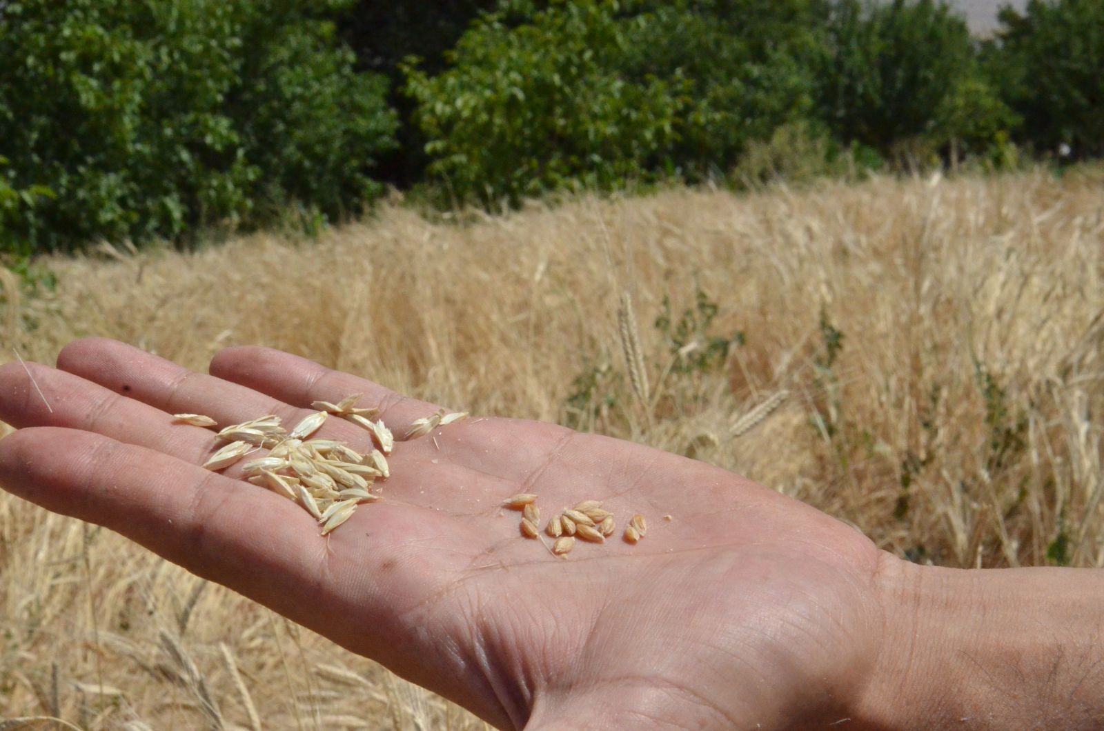 12 bin yıldır genetiğiyle oynanmayan ata mirasını kentte ilk kez o ekti! Biçilmeden sipariş yağdı