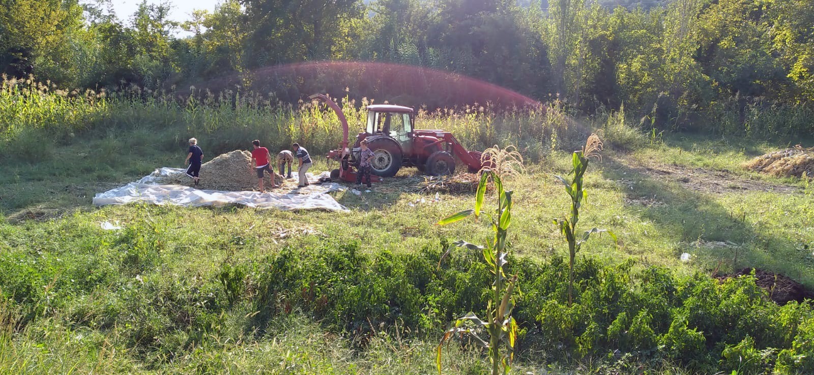 Silaj makinesi çiftçinin kolunu kopardı!