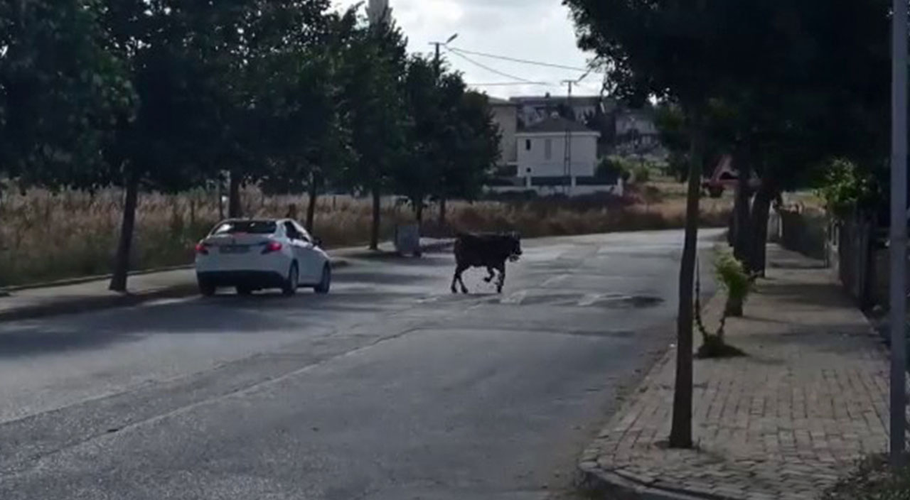 Firari kurbanlıklar ortalığı birbirine kattı: Kurban Bayramı'nda manzara yine aynı