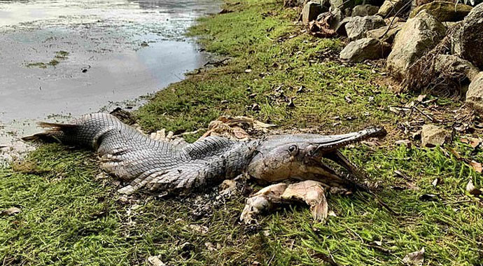 Singapur sahillerinde 'yaşayan fosil' paniği