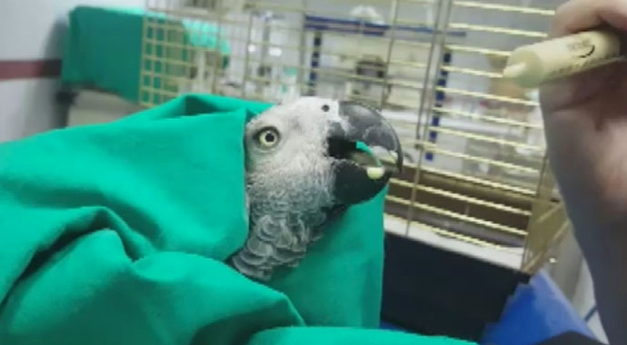İşte Murat Özdemir'in eziyet ettiği papağanın son durumu