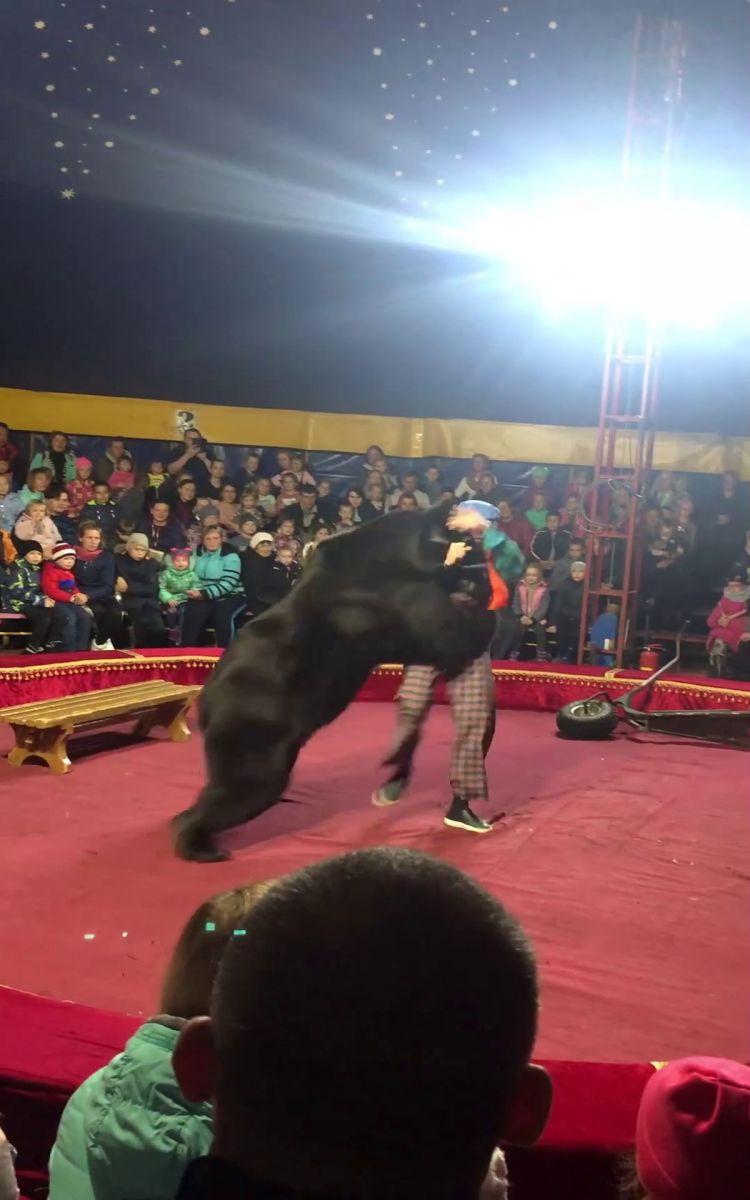 Sirkte dehşet! Canı yanan ayı, terbiyecisine saldırdı