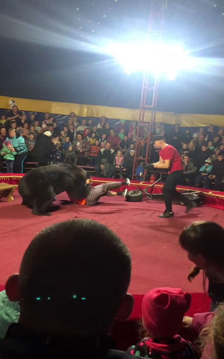 Sirkte dehşet! Canı yanan ayı, terbiyecisine saldırdı