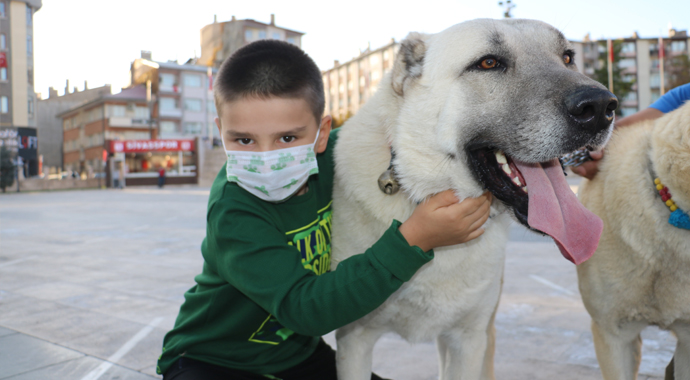 Uzman eğitmen kangalların saldırmadığını böyle ispatladı Uzman eğitmen kangalların saldırmadığını böyle ispatladı