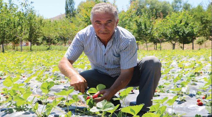 Sivas’ta bu da oldu, makasla keserek tek tek toplandı