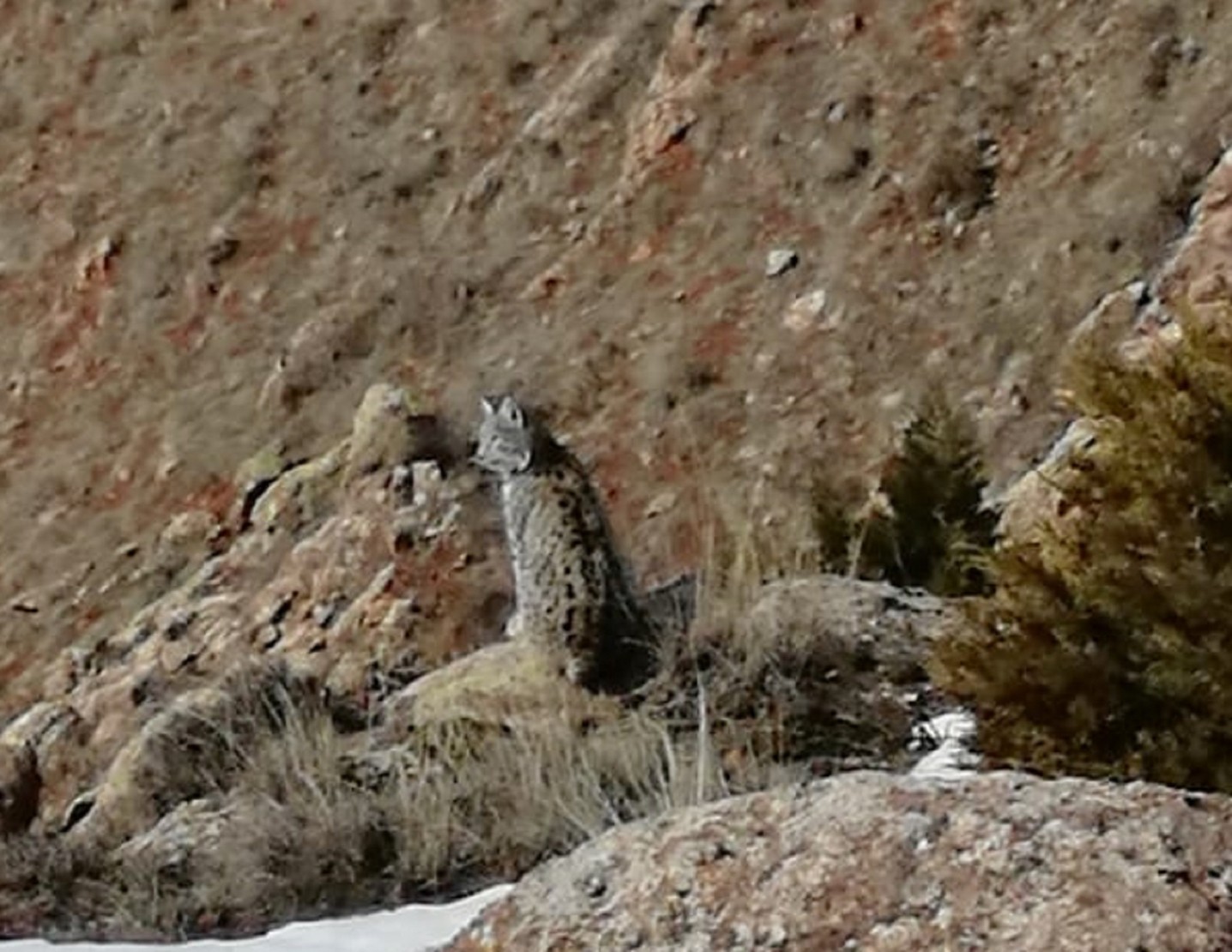 Sivas’ta nesli tükenmekte olan vaşak görüntülendi