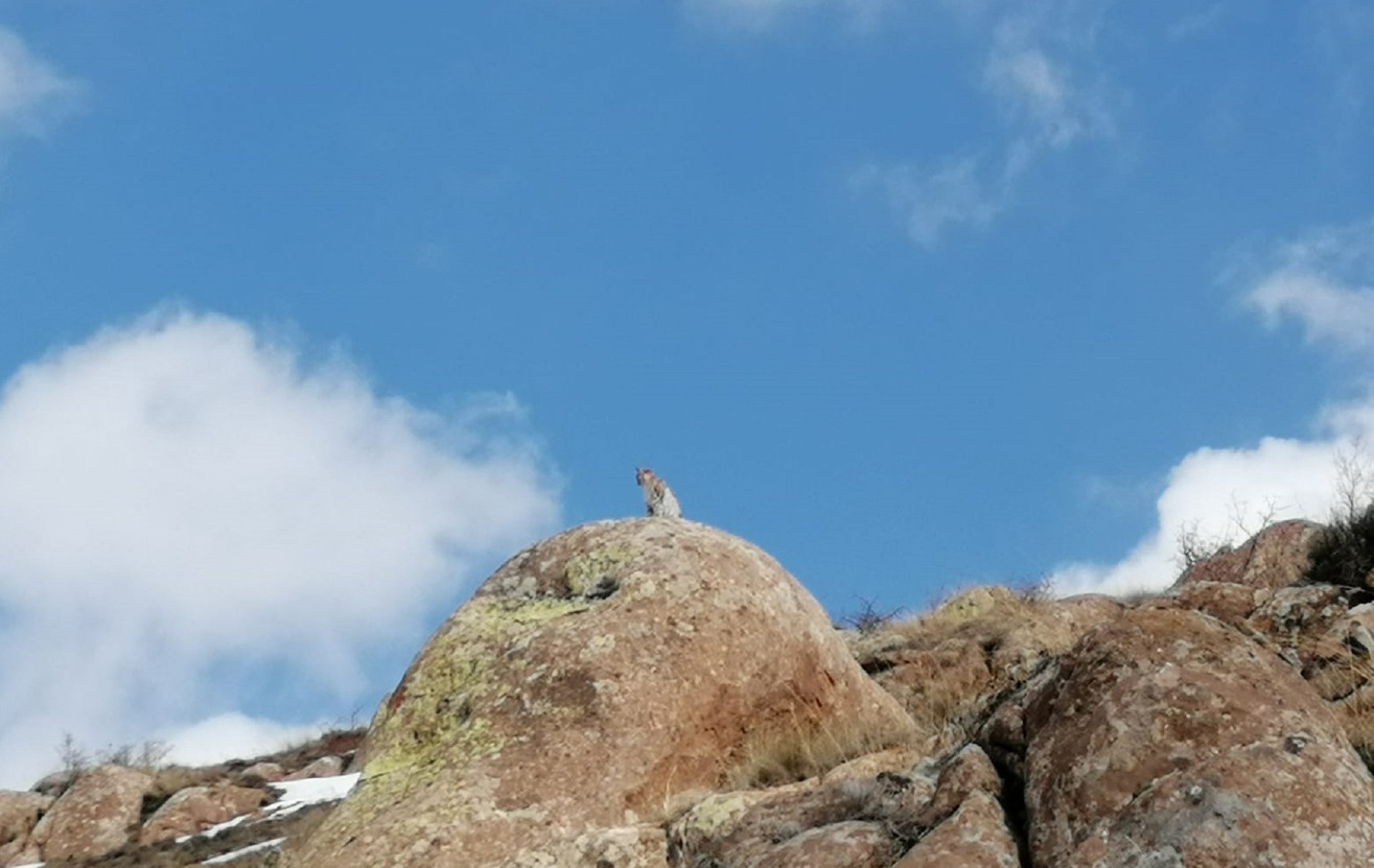 Sivas’ta nesli tükenmekte olan vaşak görüntülendi
