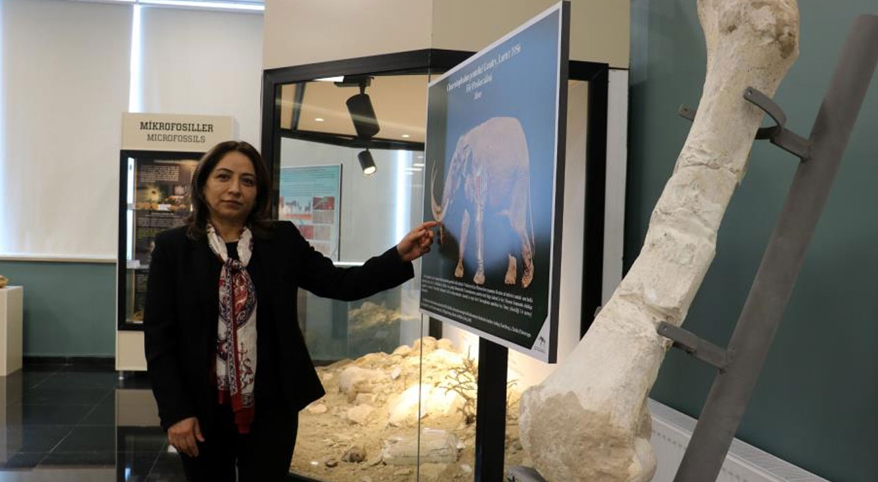 Milyonlarca yıl önce Sivas, Afrika savanlarına benziyordu