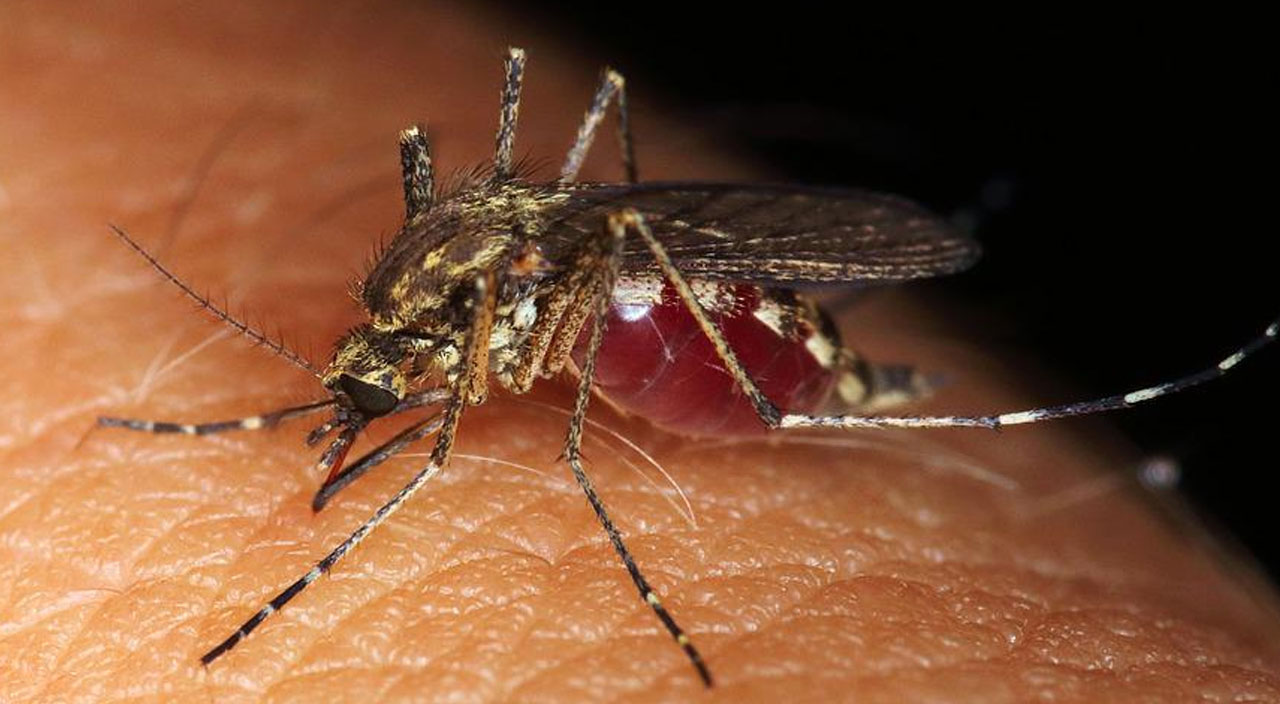 Sivrisineklerin sırrı çözüldü… Neden bazı insanları daha çok ısırdıkları ortaya çıktı Sivrisineklerin sırrı çözüldü… Neden bazı insanları daha çok ısırdıkları ortaya çıktı