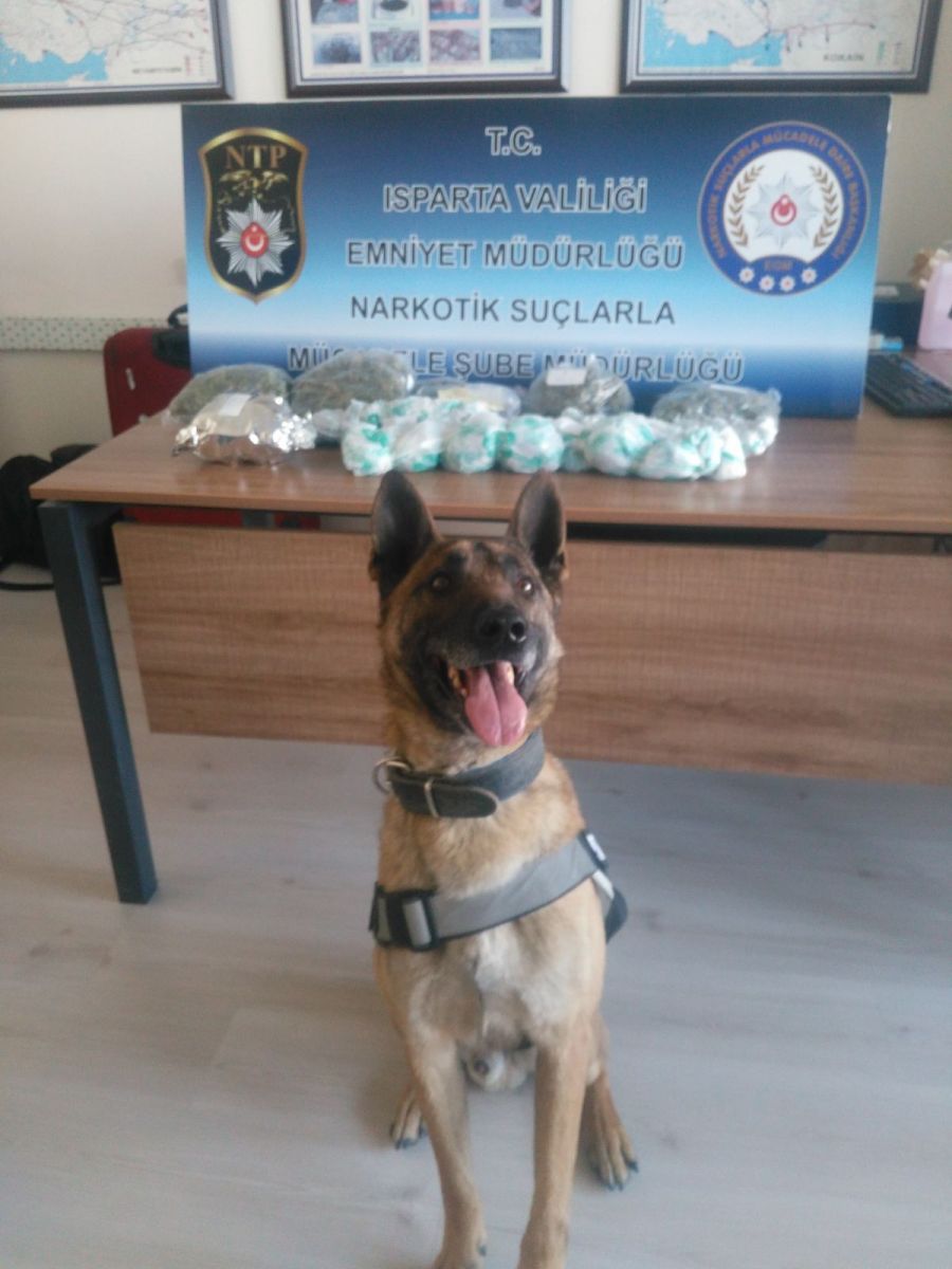 Bonzaiden daha tehlikeli! Bavulundan tam 1 kilo 236 gram Skunk çıktı