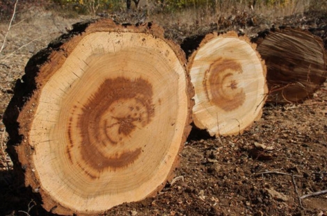Kayısı ağacını kestiği her yerden Ay-Yıldız görüntüsü çıktı!