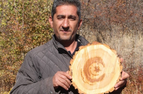 Kayısı ağacını kestiği her yerden Ay-Yıldız görüntüsü çıktı!