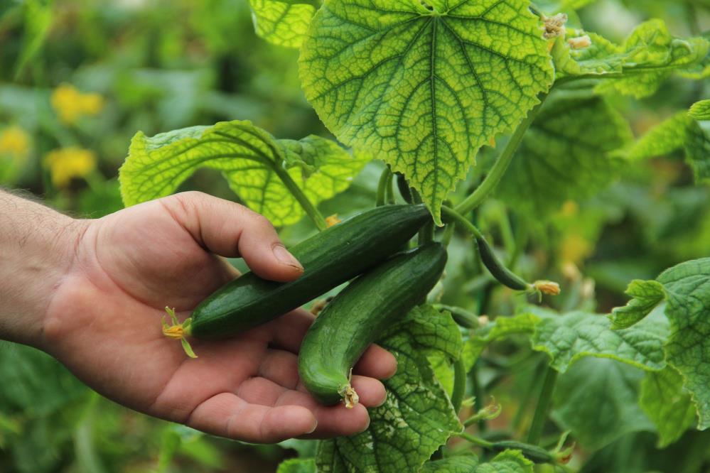 Vatandaşa müjde! Antalya'da ısınan hava üretimi arttırdı, fiyatlar düşmeye başladı
