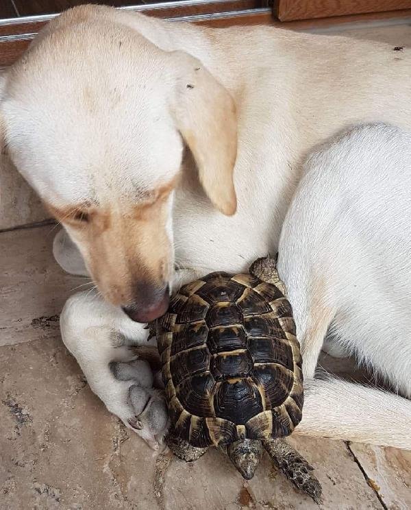 Kaplumbağasını bulanı 1000 lira ödüllendirecek