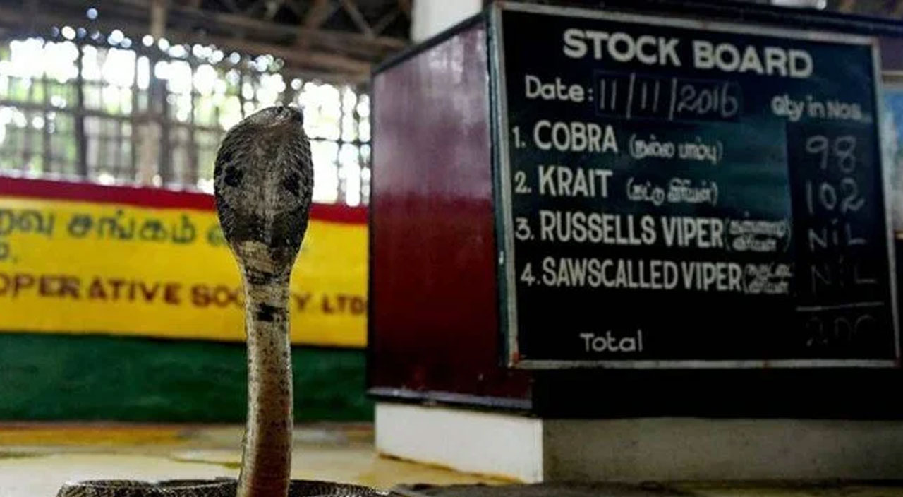 Eşini öldürmek için 11 bin TL'ye kobra kiraladı