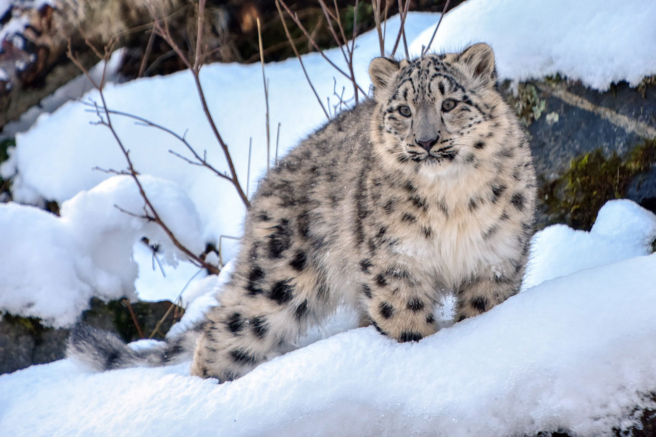 Leoparlar virüs kurbanı Leoparlar virüs kurbanı