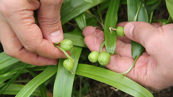 Fındık üreticilerine 'kardelen soğanı'ndan ilave gelir