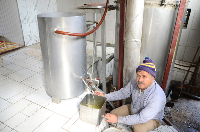 8 kilo kekikten 100 gram kekik yağı çıkıyor!