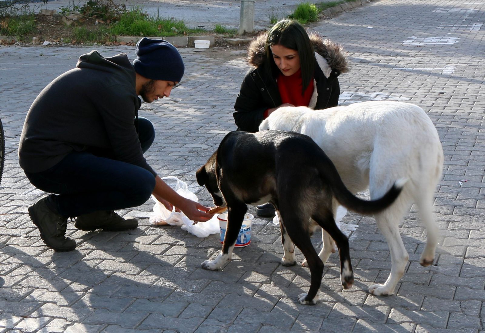 Sokak hayvanları için örnek proje