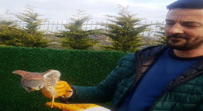 Yaralı hayvanların imdadına zabıta yetişti