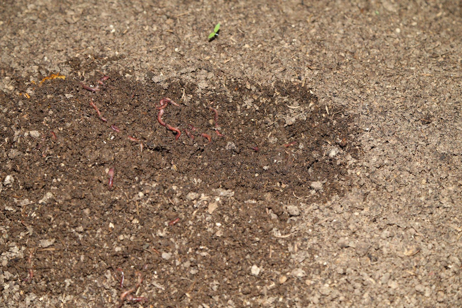 ABD'den getirdiği 400 bin solucanla organik gübre üretiyor