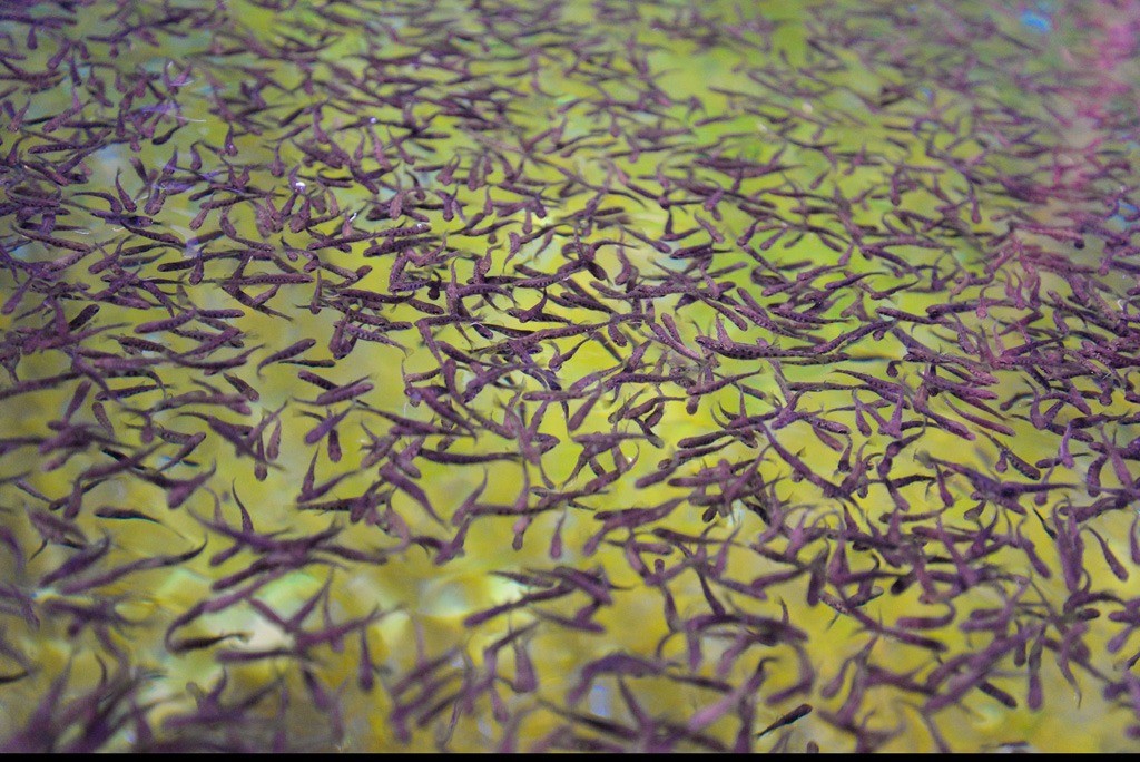 Denizi olmayan Kayseri'den Japonya ve Rusya'ya 'Somon' ihracatı