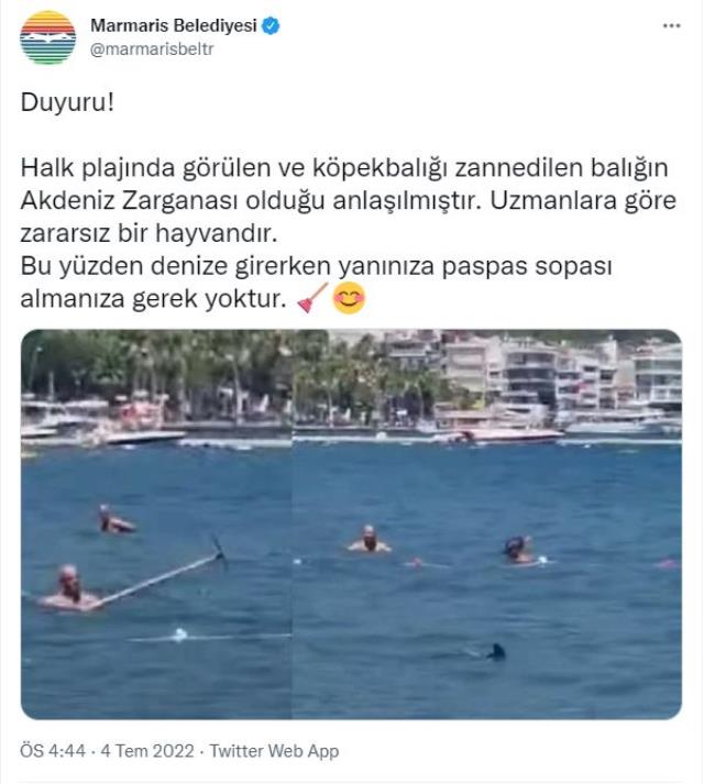 Marmaris Belediyesi'nden köpek balığı açıklaması geldi!