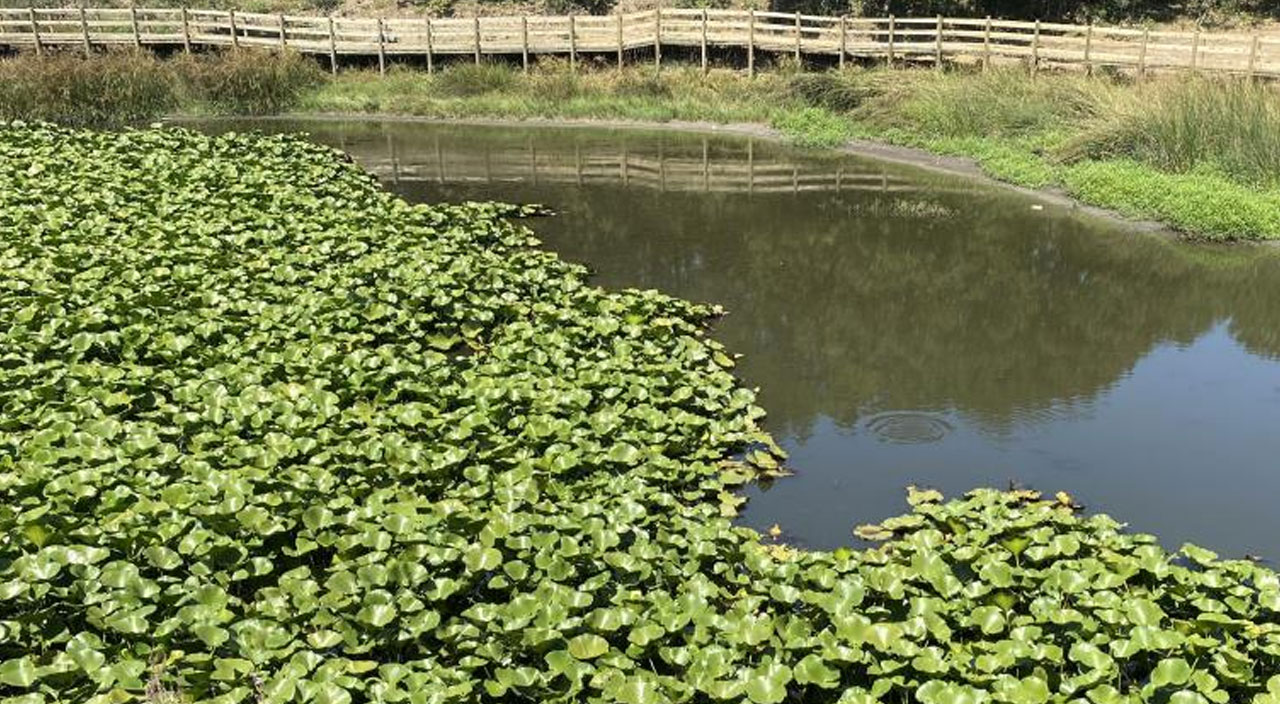 Göldeki çiçekleri koparmanın cezası 109 bin lira
