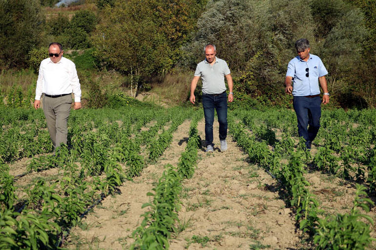 Sıfır kalorili şeker elde edilebilen 'stevia' bitkisi yeni gelir kapısı
