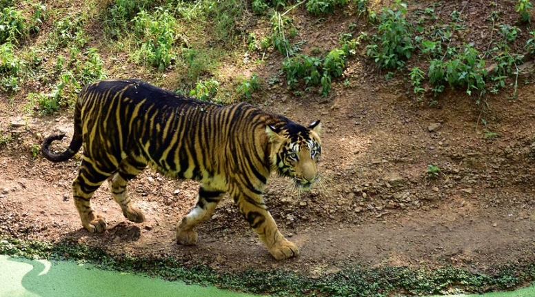 Çok nadir görülüyor! Hindistan’da siyah sırtlı kaplanlar