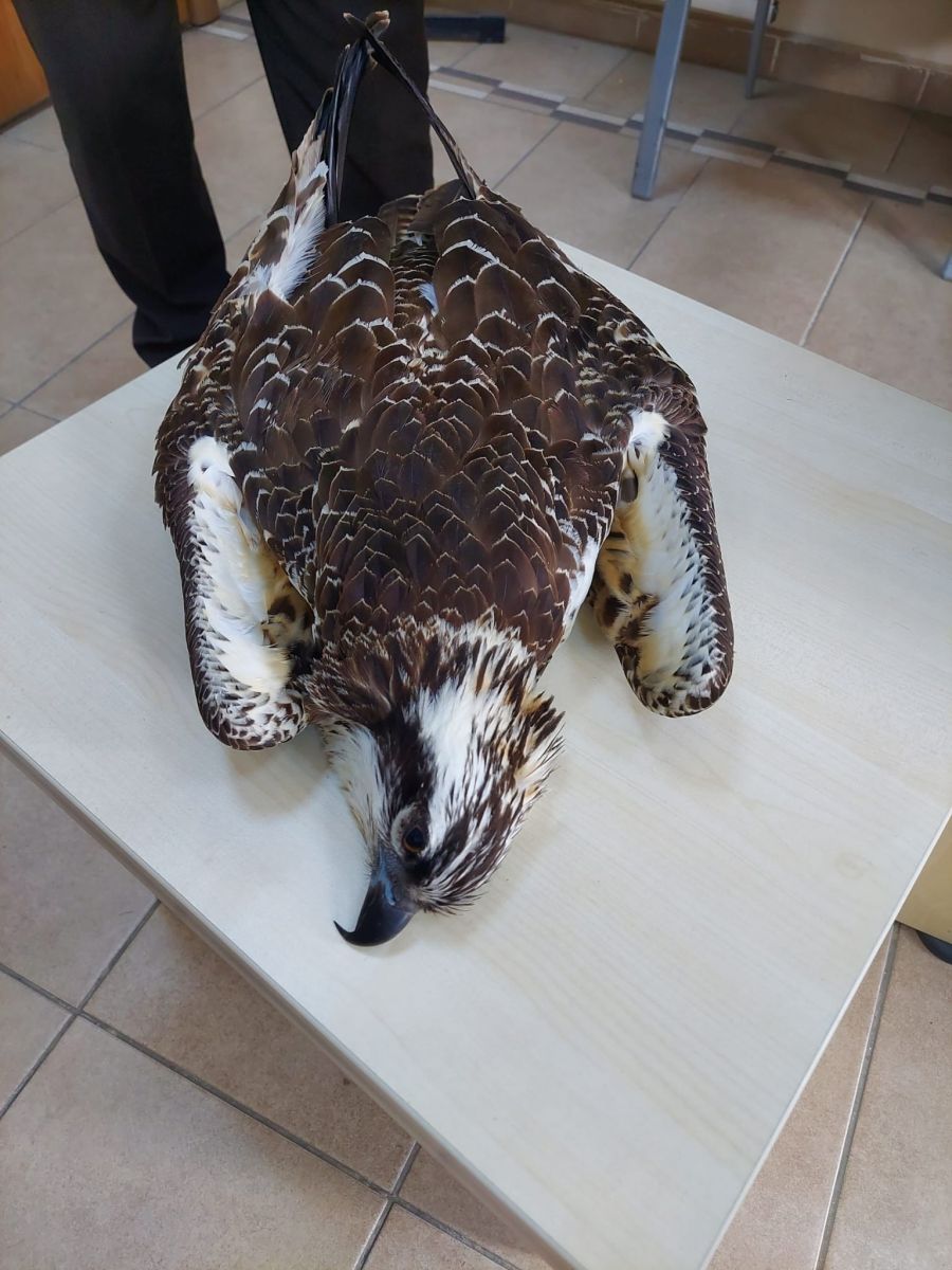 4 bin kilometre uçtu, Çorum'da telef oldu