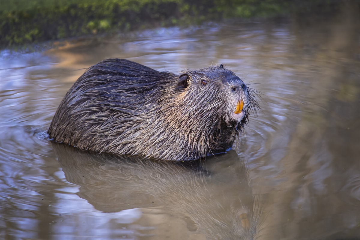 Tunca Nehri'nde görüntülendiler! Doğaya çok büyük yararları var Tunca Nehri'nde görüntülendiler! Doğaya çok büyük yararları var