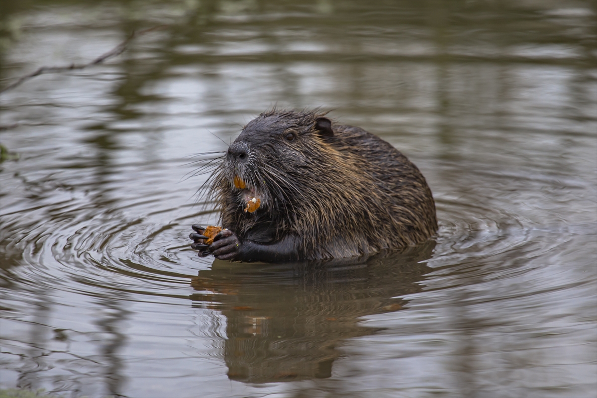Tunca Nehri'nde görüntülendiler! Doğaya çok büyük yararları var Tunca Nehri'nde görüntülendiler! Doğaya çok büyük yararları var