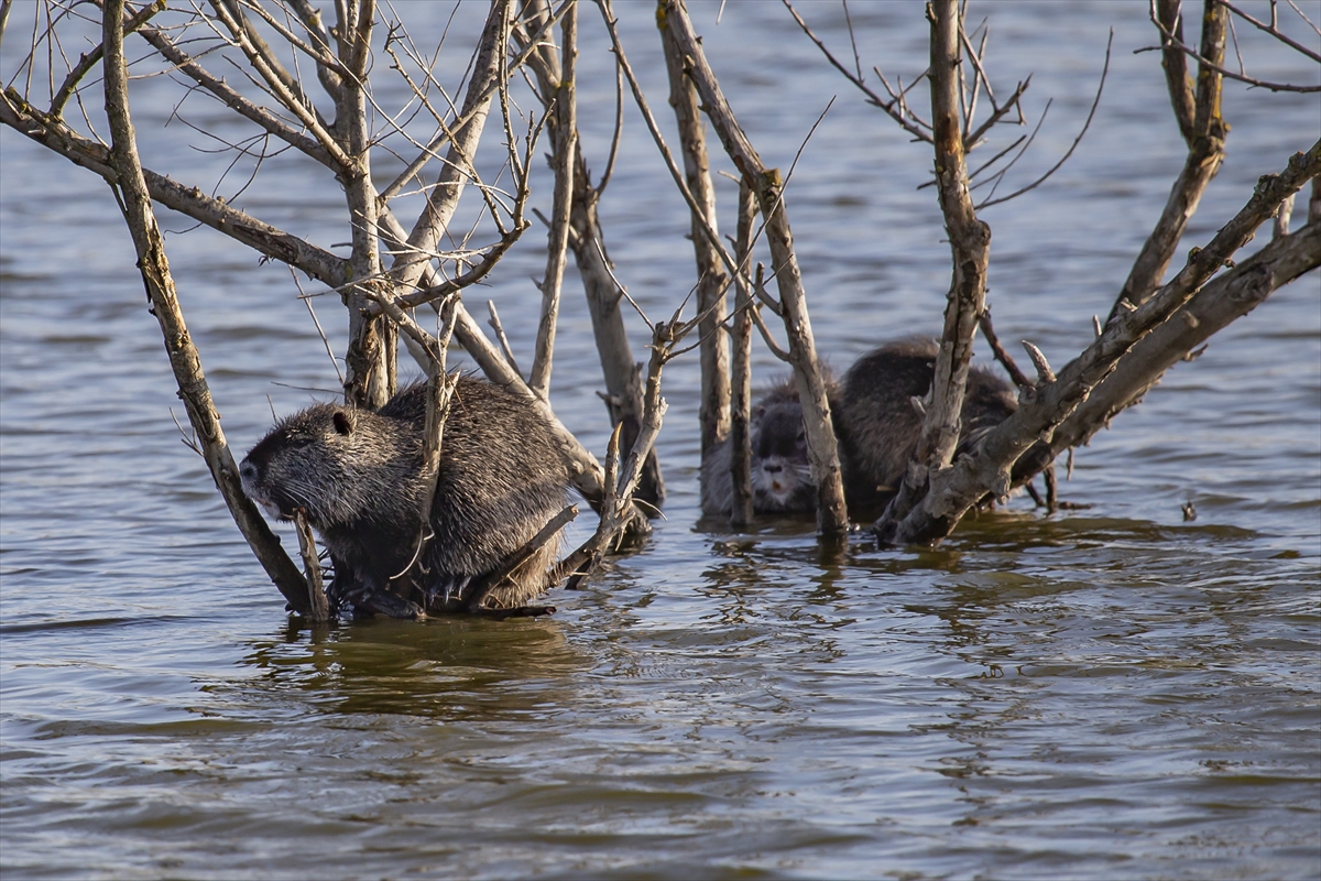 Tunca Nehri'nde görüntülendiler! Doğaya çok büyük yararları var Tunca Nehri'nde görüntülendiler! Doğaya çok büyük yararları var