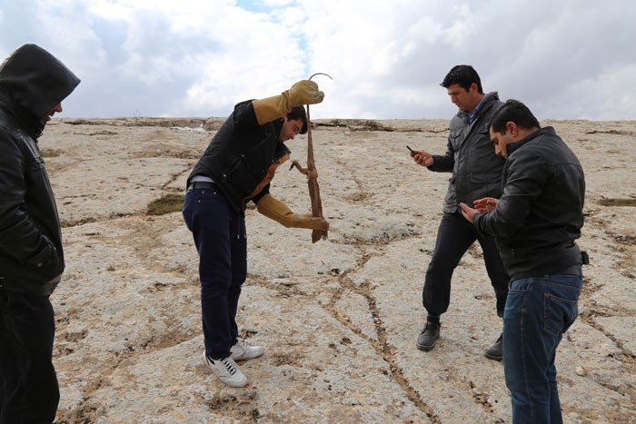 Türkiye'nin en büyük sürüngeni ölü bulundu!