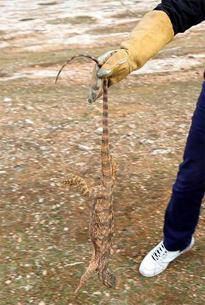 Türkiye'nin en büyük sürüngeni ölü bulundu!