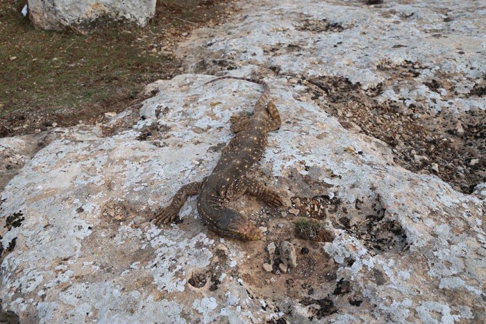 Türkiye'nin en büyük sürüngeni ölü bulundu!