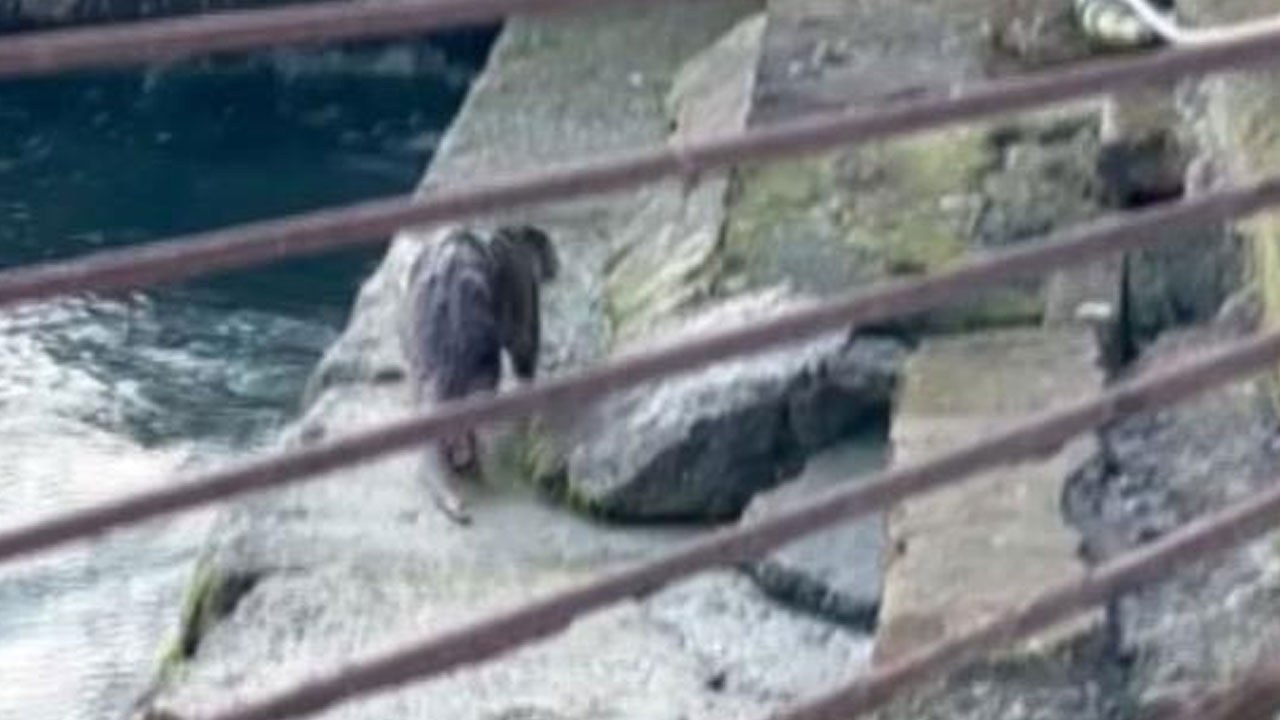 Eminönü'nde 'su samuru' sürprizi