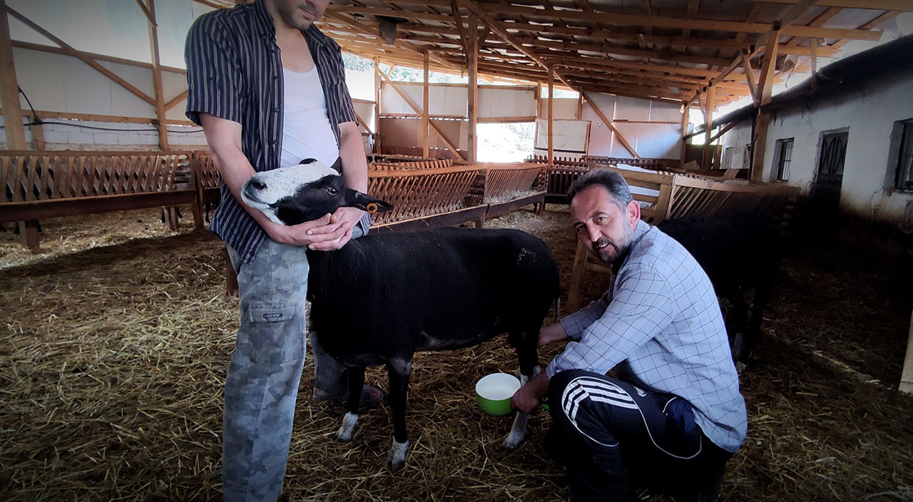 Yılda sadece 2,5 ay sağım yapıyor: Litresi 20 lira, taleplere yetişemiyor