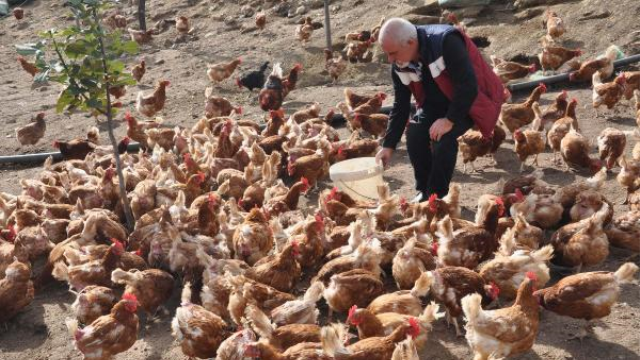Çiftliğe müzik yayını yapıp yumurta verimini artırdı