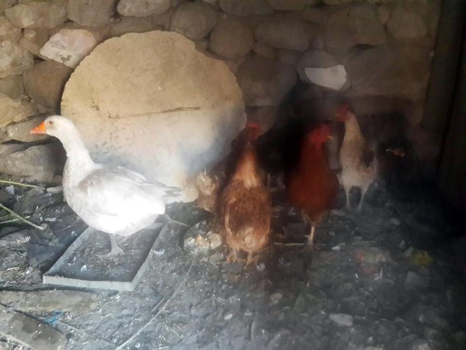 Ağrı'da kuş gribi vakası! 2 köy karantinaya alındı