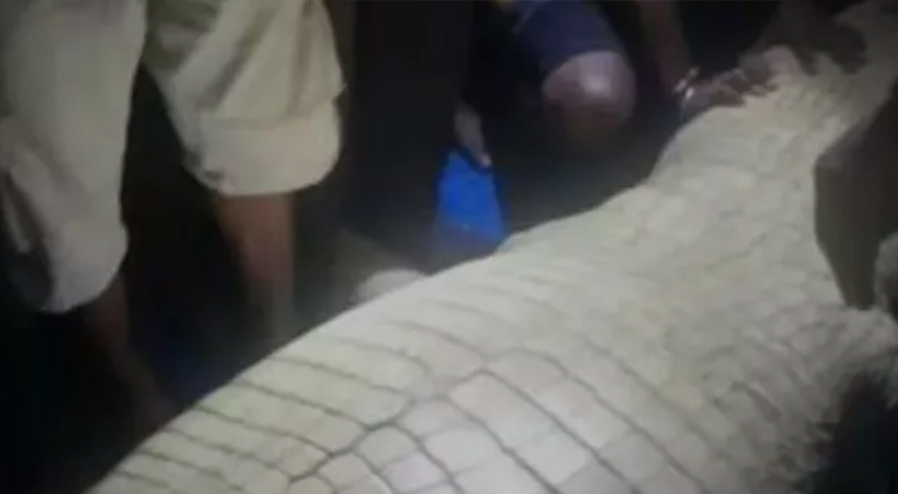 Endonezya'da dehteşe düşüren olay! Kayıp inşaat işçisi 13 metrelik dev timsahın içinden çıkarıldı