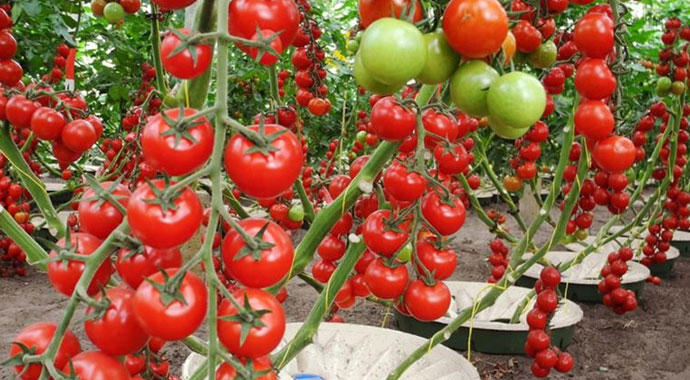 Susuz kaldılar: Tarıma 'can suyu' oldular