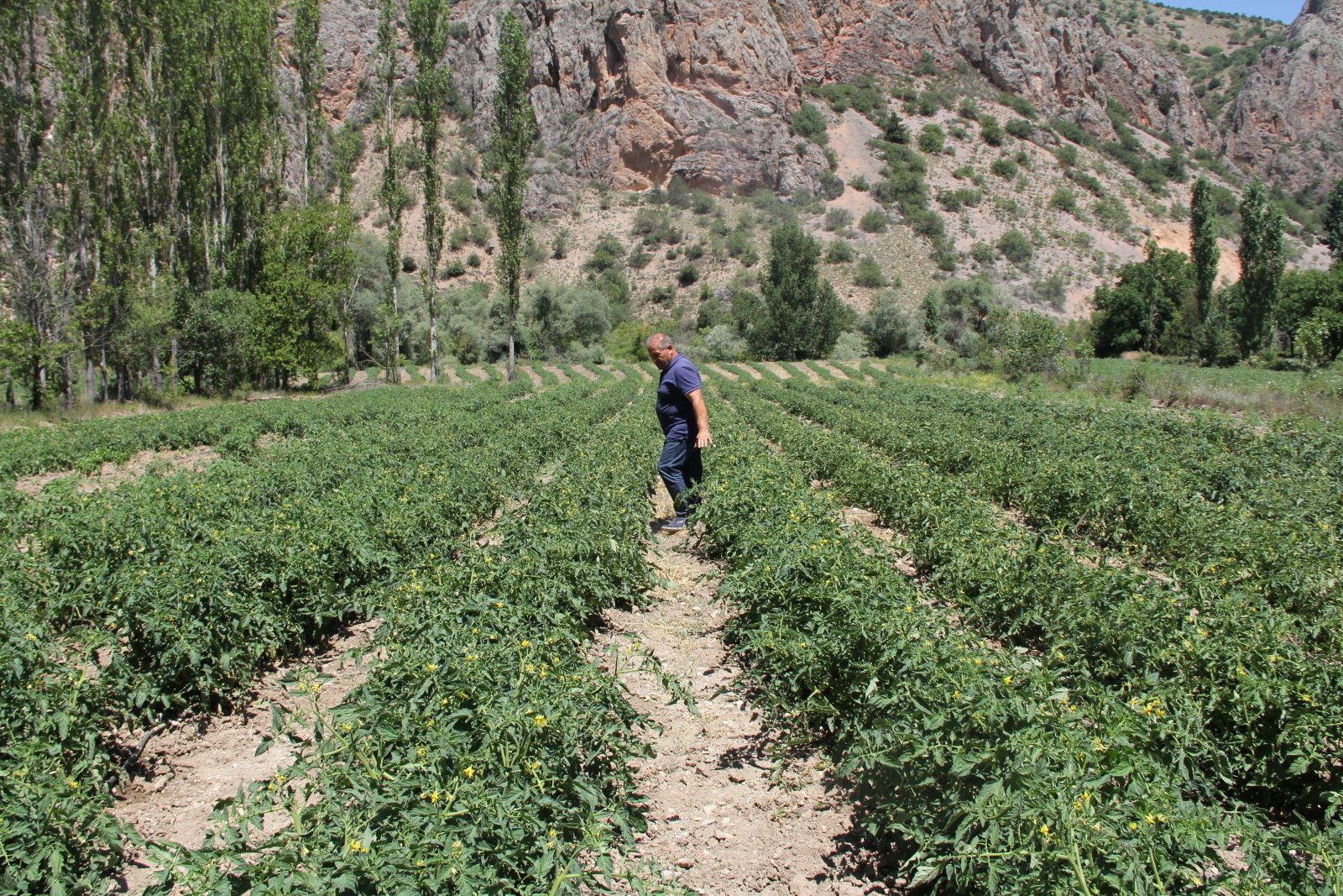Atıl tarım arazilerini ekonomiye kazandırdılar