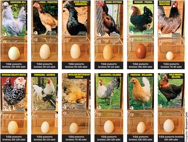 Sepet sepet yumurta!