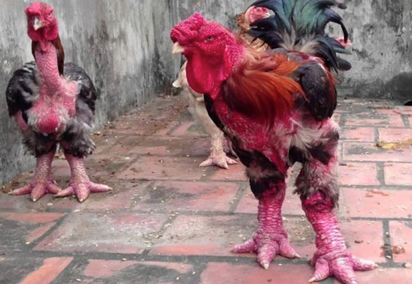 Sepet sepet yumurta!