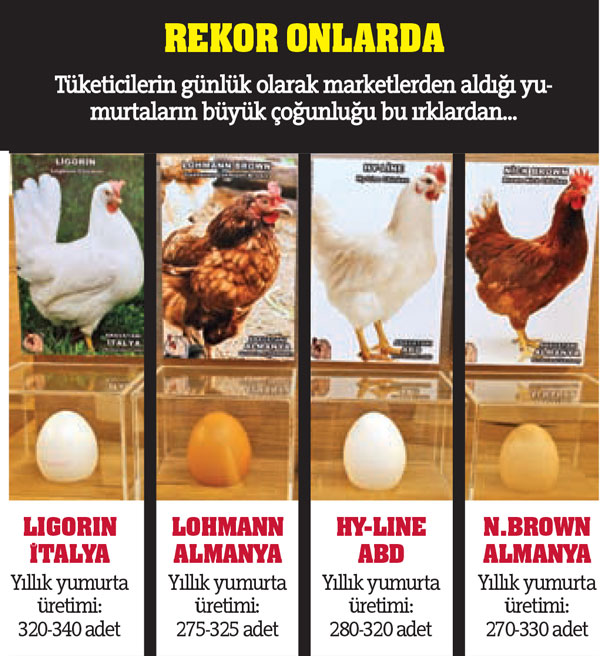 Sepet sepet yumurta!
