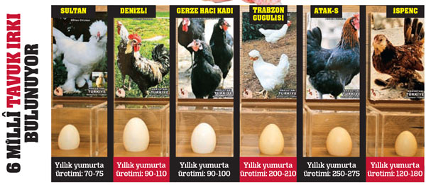 Sepet sepet yumurta!